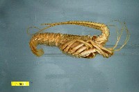 Japanese spiny lobster Collection Image, Figure 1, Total 3 Figures